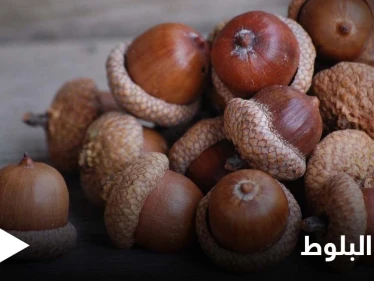 منها إمداد الجسم بالطاقة.. تعرف على أهم فوائد البلوط