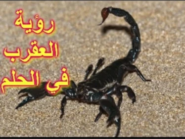 تفسير حلم العقرب في المنام يحمل لك رسالة مهمة ... تعرف عليها