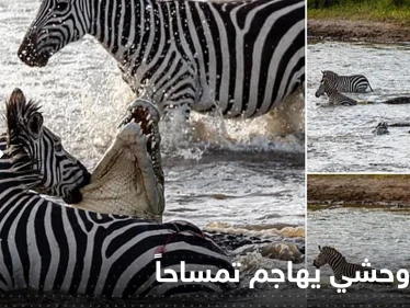 شاهد|| بحادثة مثيرة للدهشة.. حمار وحشي يغرق أسنانه في حلق تمساح كان يتربص به