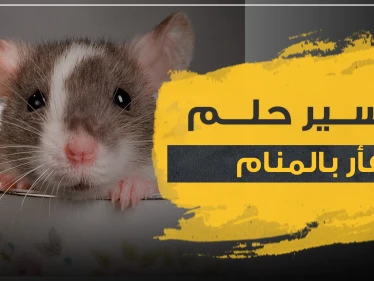 تفسير رؤيا الفأر بالمنام حسب 3 رويات وبأكثر من موضع