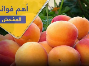 فوائد المشمش قبل النوم منها تقوية المناعة.. إليك 10 فوائد للمشمش