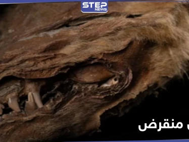 بالصور|| علماء يكتشفون حيوان عاش قبل 57 ألف عام.. "زيهور" ذو الملامح المخيفة