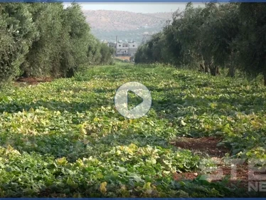 شاهد الصعوبات التي يواجهها مزارعي شمال إدلب أثناء جني المحاصيل الصيفية