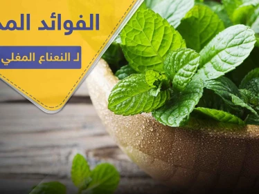 إنقاص الوزن وتعزيز جهاز المناعة.. تعرف على فوائد النعناع المغلي المذهلة