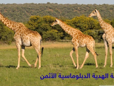 الجاذبية ألد أعدائها.. أسرار مثيرة في حياة الزرافة ولماذا قدمها محمد علي باشا كهدية ثمينة لفرنسا