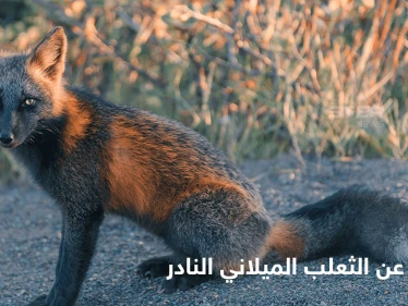 شاهد|| حقائق مدهشة عن الثعلب الميلاني النادر أغرب أنواع الثعالب في العالم