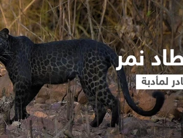 إصدار الحكم النهائي في قضية الملياردير الذي اصطاد نمر أسود من فصيلة نادرة لصنع مأدبة غداء لأصدقائه