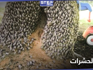 حشرات بالملايين تستعد للخروج من تحت الأرض وغزو المدن الأمريكية بظاهرة لم تحدث منذ عقدين