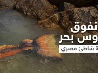 شاهد|| العثور على عروس بحر حقيقية ميتة قبالة إحدى الشواطئ المصرية.. يبلغ طولها 3 أمتار