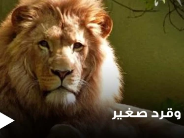 شاهد|| قرد صغير يتمسك بأمه الميتة رغم إحكام الأسد فكيه عليها