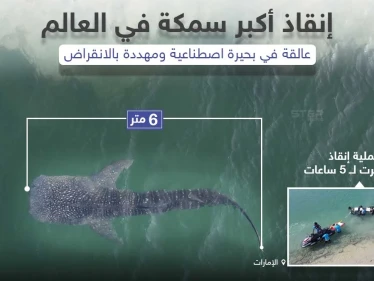 إنقاذ أكبر سمكة في العالم عالقة في بحير اصطناعية في دولة الإمارات