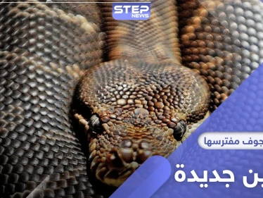 اكتشاف ثعابين تعيش في جوف مفترسها لفترة طويلة وتنفجر في أمعائه