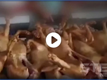بالفيديو|| افتتاح مهرجان لبيع لحوم الكلاب في الصين رغماً عن كورونا.. والعالم يحذّر