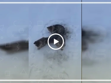 شاهد كيف أنقذ رجل ثلاث قطط مجمدة بالصقيع بكوب قهوة (فيديو)