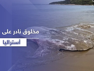 بالصور|| سمكة شمس المحيط.. سائحان يعثران على مخلوق غريب ونادر على شواطئ أستراليا
