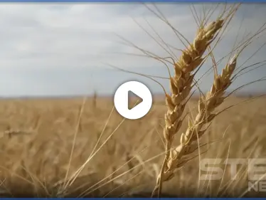بالصور والفيديو|| بدء موسم حصاد القمح في سوريا.. وتنافس للقوى المسيطرة لاحتكاره وسط مخاوف الأهالي - وكالة ستيب نيوز