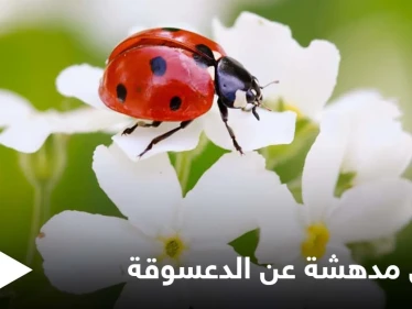 تعتبر جالبة للحظ.. دورة حياة الدعسوقة وأسلحتها الفريدة من نوعها