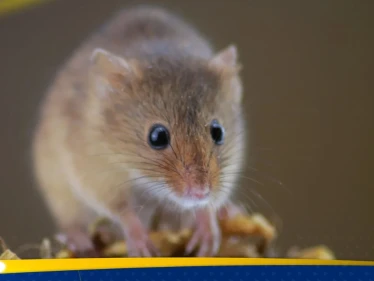 تركيا تطلق مشروعاً لتأهيل الفئران في أعمال البحث والإنقاذ - وكالة ستيب نيوز