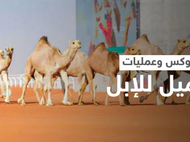 البوتوكس يتسبب بفضيحة في مهرجان الملك عبدالعزيز للإبل.. واستبعاد أكثر من 40 جمل (فيديو)