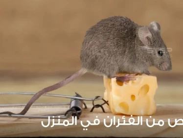 طرق التخلص من الفئران وطردها من المنزل
