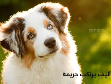 كلب يهاجم طفل رضيع حتى الموت أثناء نوم والدته بدافع الغيرة