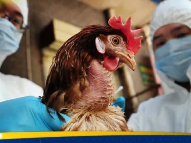 تسجيل أول وفاة بشرية بسلالة نادرة من إنفلونزا الطيور - وكالة ستيب نيوز
