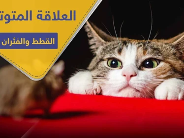 هل تسائلت عن سبب العلاقة المتوترة بين القطط والفئران .. دراسة تكشف السر