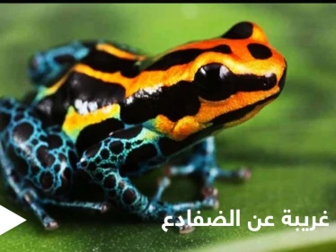 هل تمتلك الضفادع عظاماً وأسنان.. إليك حقائق غريبة عن حياتها