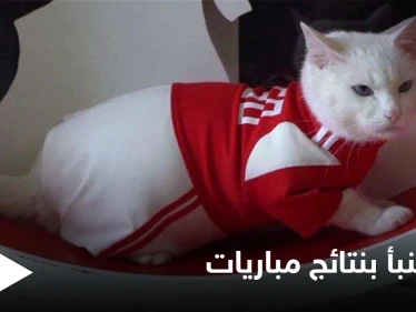 بطريقة طريفة.. قط أصم يتنبأ بنتائج مباريات كأس أمم أوروبا "يورو 2020"