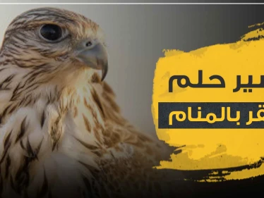 تفسير رؤية الصقر في الحلم تشير إلى عدة دلالات مهمة.. تعرف إليها