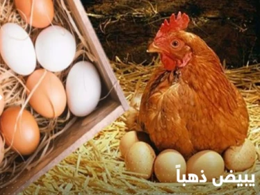أسعار البيض في العالم ترتفع بشكل تاريخي ودول تدق ناقوس "الخطر"