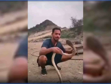 بالفيديو|| أفعى كوبرا تلدغ مروض سعودي حاول مداعبتها