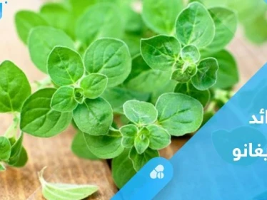 أبرزها تخليص الجسم من السموم.. فوائد مذهلة لنبات الأوريغانو تعرف عليها
