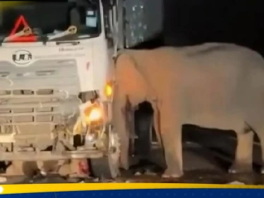 بالفيديو|| شاهد كيف انتقمت أنثى فيل من سائق شاحنة دهس صغيرها