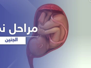 مراحل نمو الجنين من الأسبوع الأول في الحمل وحتى الأربعين
