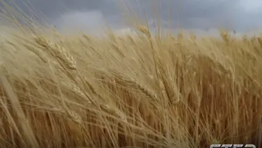 تحذيرات للحكومة المؤقتة من اندثار موسم القمح شمالي حماة