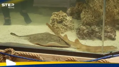 من دون تزاوج.. سمكة "حامل" تثير الفضول في الأوساط العلمية