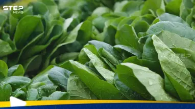 السبانخ النيئة أم المطبوخة.. أيهما أكثر فائدة للصحة؟