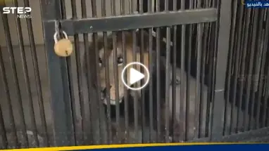 أسد يلتهم رجلاً دخل حظيرته لالتقاط صورة "سيلفي".. وفيديو لمكان الحادث