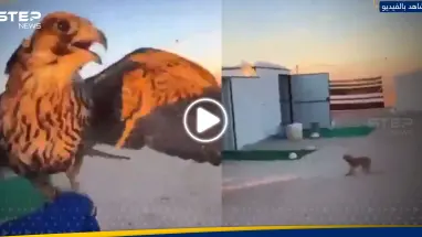 صقر يهاجم عاملة منزلية في مخيم صحراوي.. شاهد ردة فعلها