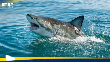 ميناء سيدني يشهد حادثاً "نادراً جداً".. سمكة قرش تهاجم امرأة والسلطات تكشف حالتها الصحية