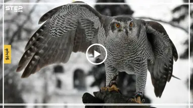 بالفيديو | بوتين يهدي الملك سلمان هدية نادرة