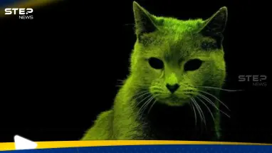 أسراب من القطط "النووية" تثير الهلع في منطقة بريطانية وموظفون يتلقون تهديدات بسببها