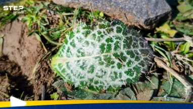 إسرائيل ترش مادة مجهولة بالقنيطرة