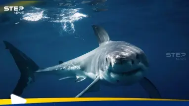 بالصور|| سياح يوقفون قرشا أبيض يلتهم حوتا في كندا: أحدث الأخبار