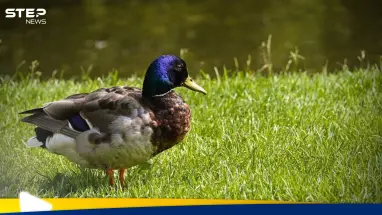 إنفلونزا الطيور تُغلق حدائق أوروبية شهيرة وتثير الذعر بين السكان: أحدث الأخبار