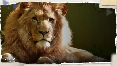 بالفيديو|| أسد يثير الرعب بعد هروبه من السيرك وتجوّله في شوارع مدينة إيطالية