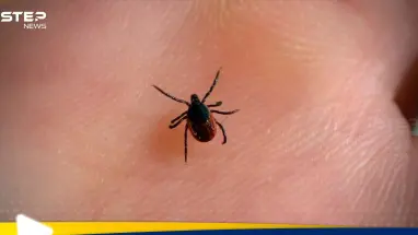 إسطنبول في مرمى "هجوم صامت".. حشرة خطيرة تهدد الصحة العامة: أحدث الأخبار