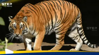 إغلاق حديقة حيوانات في باكستان بعد هجوم النمر الغامض.. حذاء في فمه كشف "الحادث المروع"