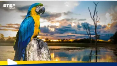 شروط الحصول على الجنسية البرازيلية وطريقة التقديم: أحدث الأخبار